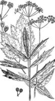 cowbane och gyllene alexanders årgång illustration. vektor