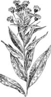 New York Ironweed-Weinleseillustration. vektor