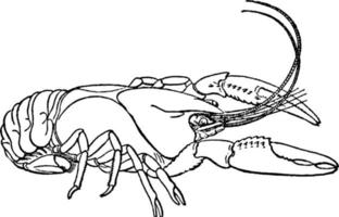 kräfta, languster, crawdads, årgång illustration. vektor