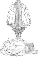 hjärna av en hund årgång illustration. vektor