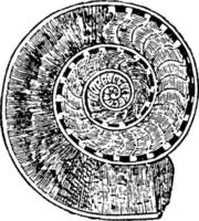 Ammonit, Vintage-Illustration. vektor