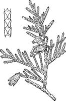 thuja plicata årgång illustration. vektor