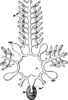 ambulakrales System, Vintage-Illustration vektor