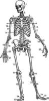 mänsklig skelett, årgång illustration vektor