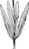 r. aristosa årgång illustration. vektor