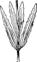 r. aristosa-weinleseillustration. vektor