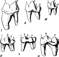 köttätare, årgång illustration. vektor