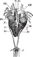 männliche essbare Froschgenitalorgane, Vintage-Illustration vektor