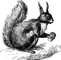 Eichhörnchen, Vintage-Illustration. vektor