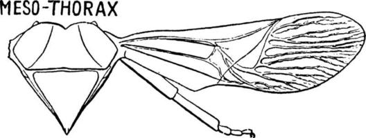 stank insekt mesothorax, årgång illustration. vektor