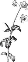 chimaphila maculata årgång illustration. vektor