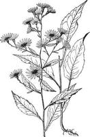 aster lindleyanus vintage illustration. vektor