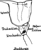 gräshoppa prothorax sektion, årgång illustration. vektor
