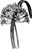 agapanthus umbellatus vintage illustration. vektor