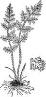 cheilanthes lanosa årgång illustration. vektor