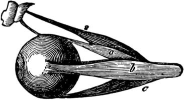 eyeball muskler, årgång illustration. vektor