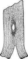 Zelle des Herzmuskelgewebes, Vintage Illustration. vektor