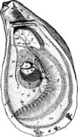 ostron, årgång illustration. vektor