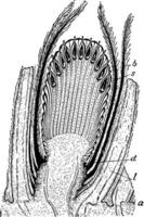 Cycadeoid-Weinleseillustration. vektor