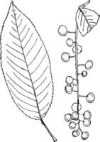 Gattung prunus l. Kirsche, Pflaumenweinleseillustration. vektor