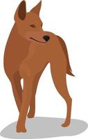 Dingo-Hund, Illustration, Vektor auf weißem Hintergrund