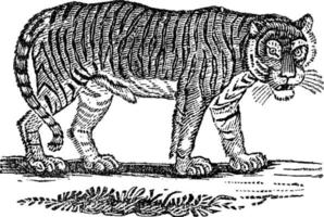 Tiger, Vintage-Illustration. vektor