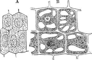 vegetabiliska cell, årgång illustration. vektor