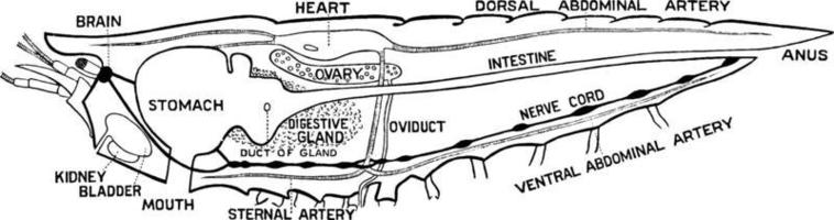 kräfta, årgång illustration. vektor