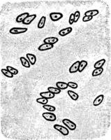 hyaline Knorpelzellen aus der Luftröhre eines Kindes, Vintage-Illustration. vektor