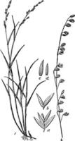 melica gräs årgång illustration. vektor