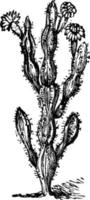 Kaktusfeigenkaktus Vintage Illustration. vektor