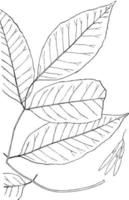 släkte fraxinus, l. aska årgång illustration. vektor