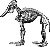 fossiler elefant, vintage illustration. vektor