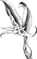 pseudo-lampa, blad, och blomma av maxillaria venusta årgång illustration. vektor