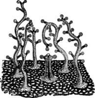 millepora, årgång illustration. vektor