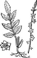 agrimony vintage illustration. vektor