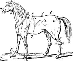 Pferd, Vintage-Illustration. vektor