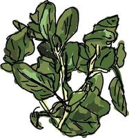 färsk oregano, illustration, vektor på vit bakgrund.