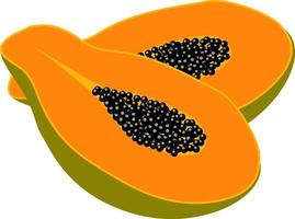 mogen papaya ,illustration, vektor på vit bakgrund.