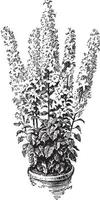 glockenblume pyramidalis vintage illustration. vektor