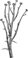 blomställning av ammobium alatum årgång illustration. vektor