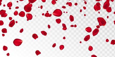 Hintergrund mit roten Rosenblättern. eps 10-Vektor. fallende rote Blütenblätter vor rosa Hintergrund. glückliche valentinstagkarte. Valentinstag Hintergrund. vektor