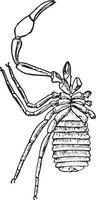 garypus litoralis, årgång illustration. vektor