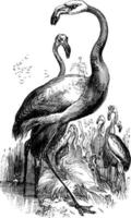 amerikanischer flamingo, vintage illustration. vektor