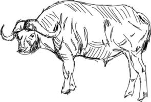 buffel teckning, illustration, vektor på vit bakgrund.