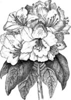 rhododendron ponticum årgång illustration. vektor