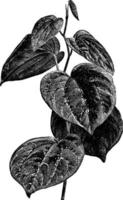 Piper Porphyrophyllum Vintage Illustration. vektor