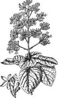 clerodendron fallax årgång illustration. vektor