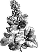 blommande gren av ligustrum lucidum coriaceum årgång illustration. vektor
