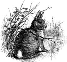 kanin, cottontail kanin, oryctolagus cuniculus, sylvilagus, årgång illustration vektor